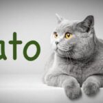 El significado del Sacramento de la Unción de los Enfermos