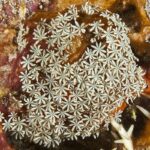 La música coral en las celebraciones litúrgicas