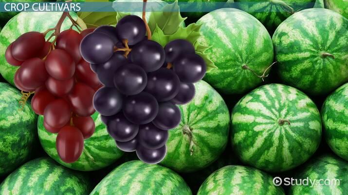 Recomendaciones‌ para ⁤cultivar la virtud de la paciencia