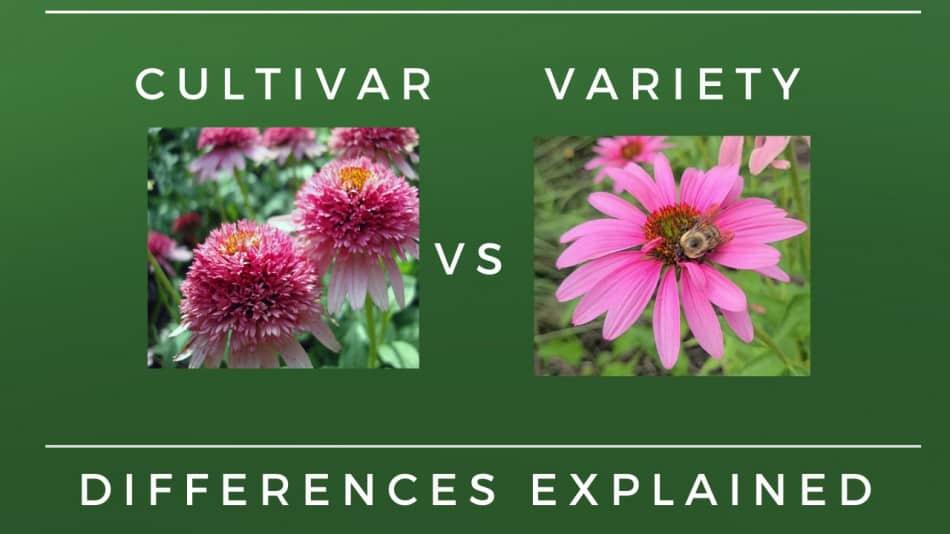 Recomendaciones para cultivar una ⁣mentalidad de sacrificio⁢ en la vida cotidiana